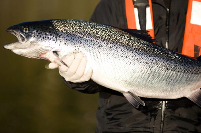 Salmon farmers ranked as world’s top protein producers